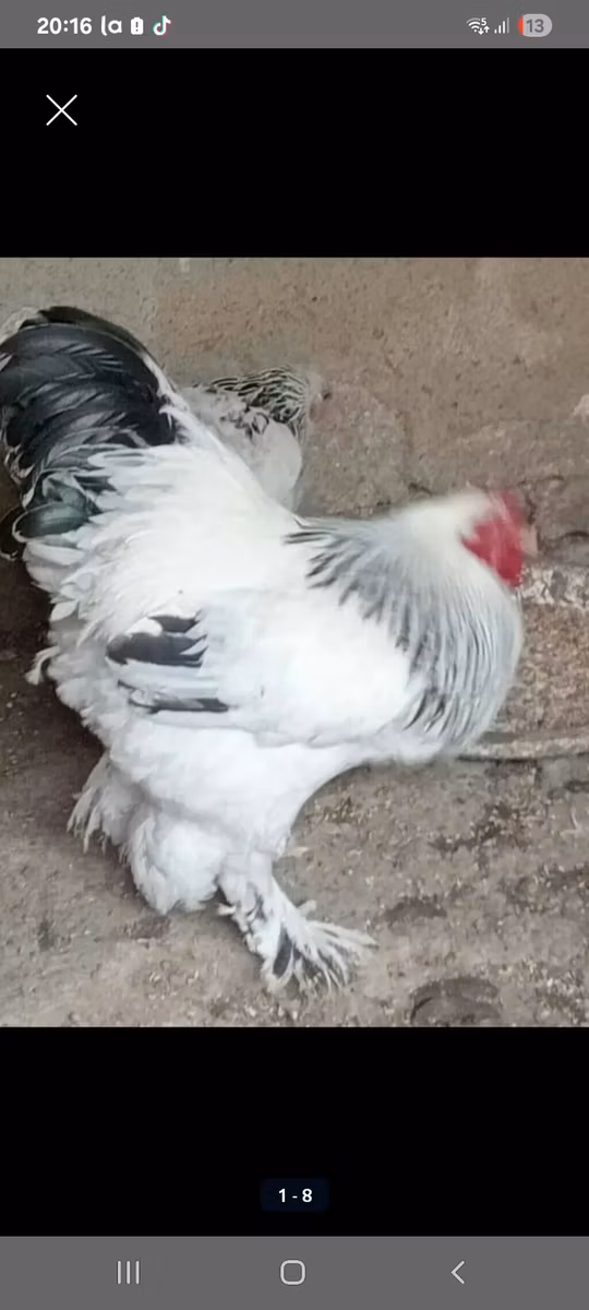 براهما