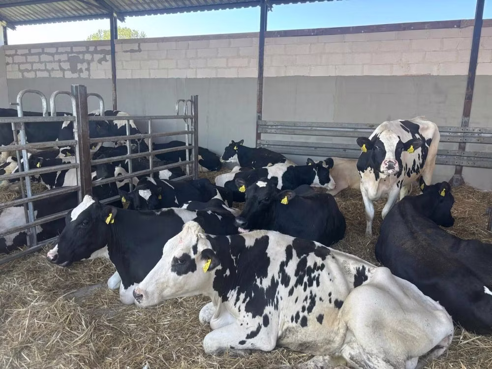 Holstein breed
