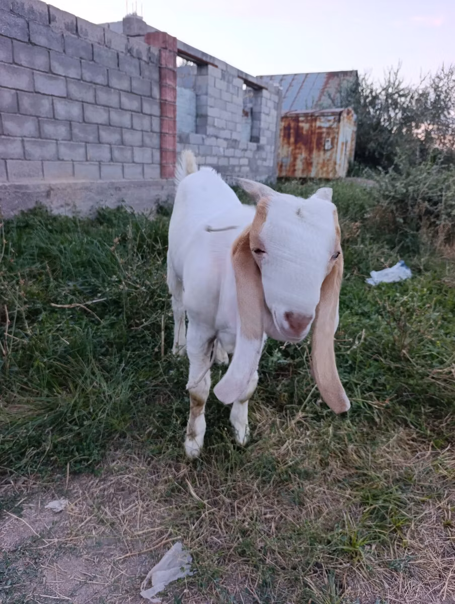 Gulabi goats
