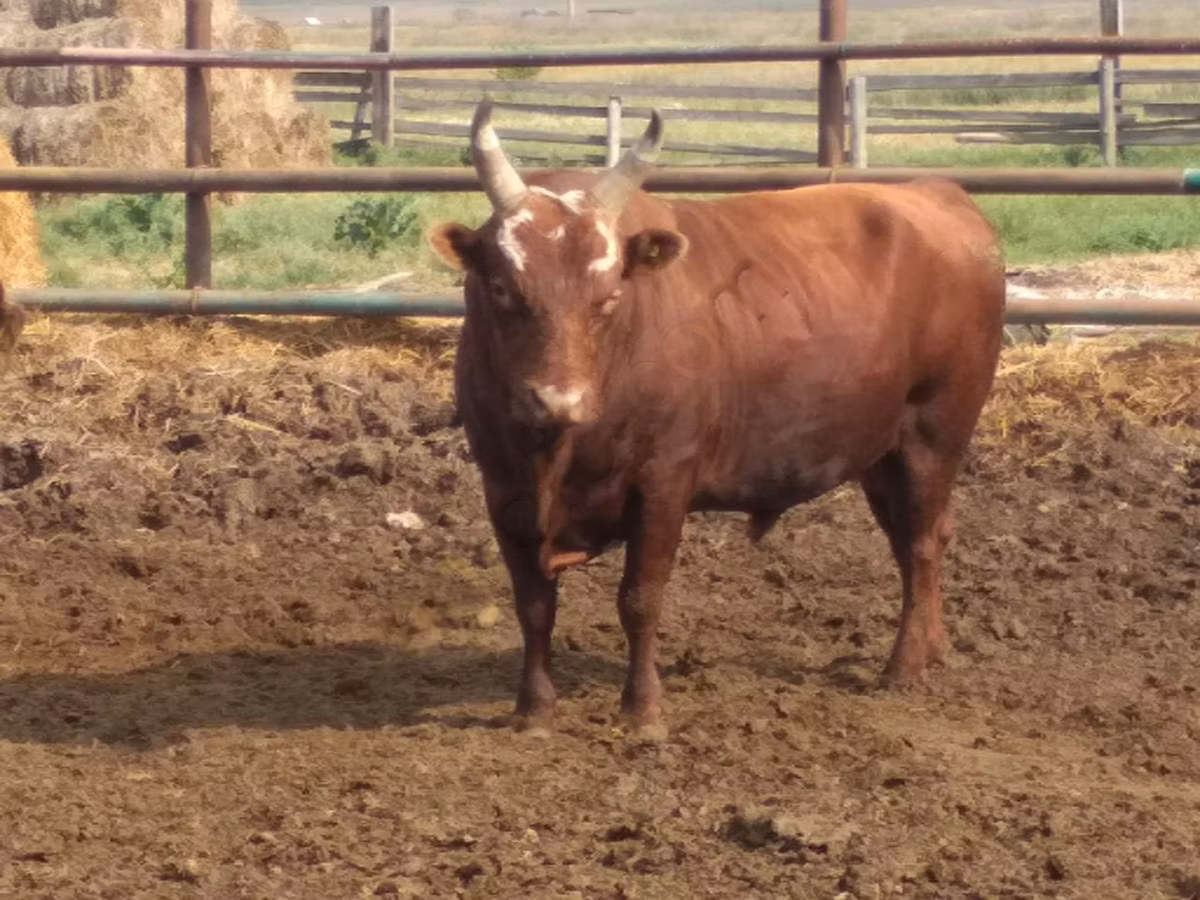 Kalmyk breed