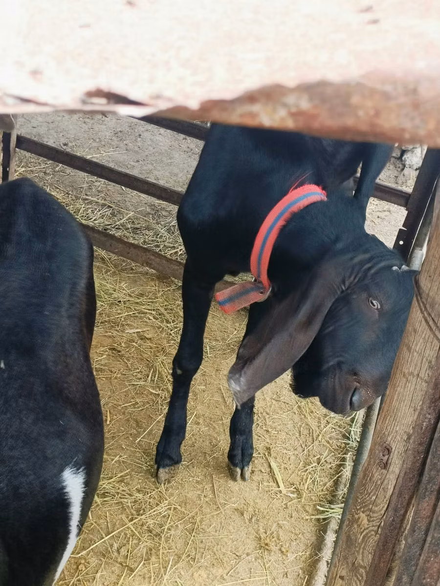 Kamori goats