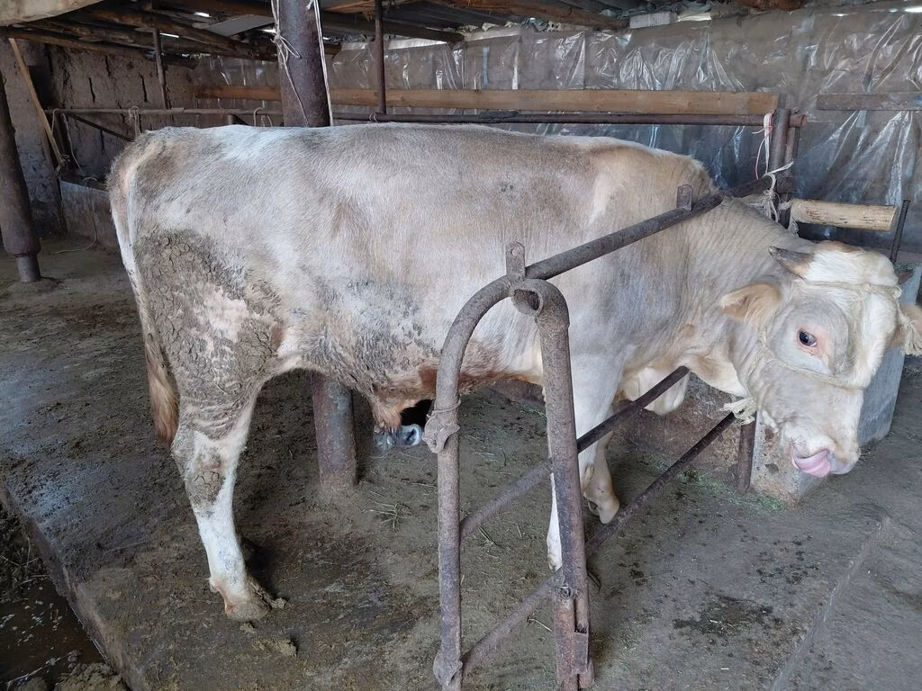 Red Polled Cow