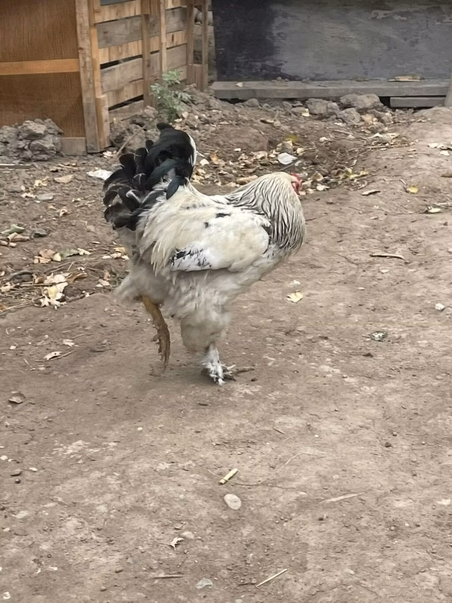 Брахма
