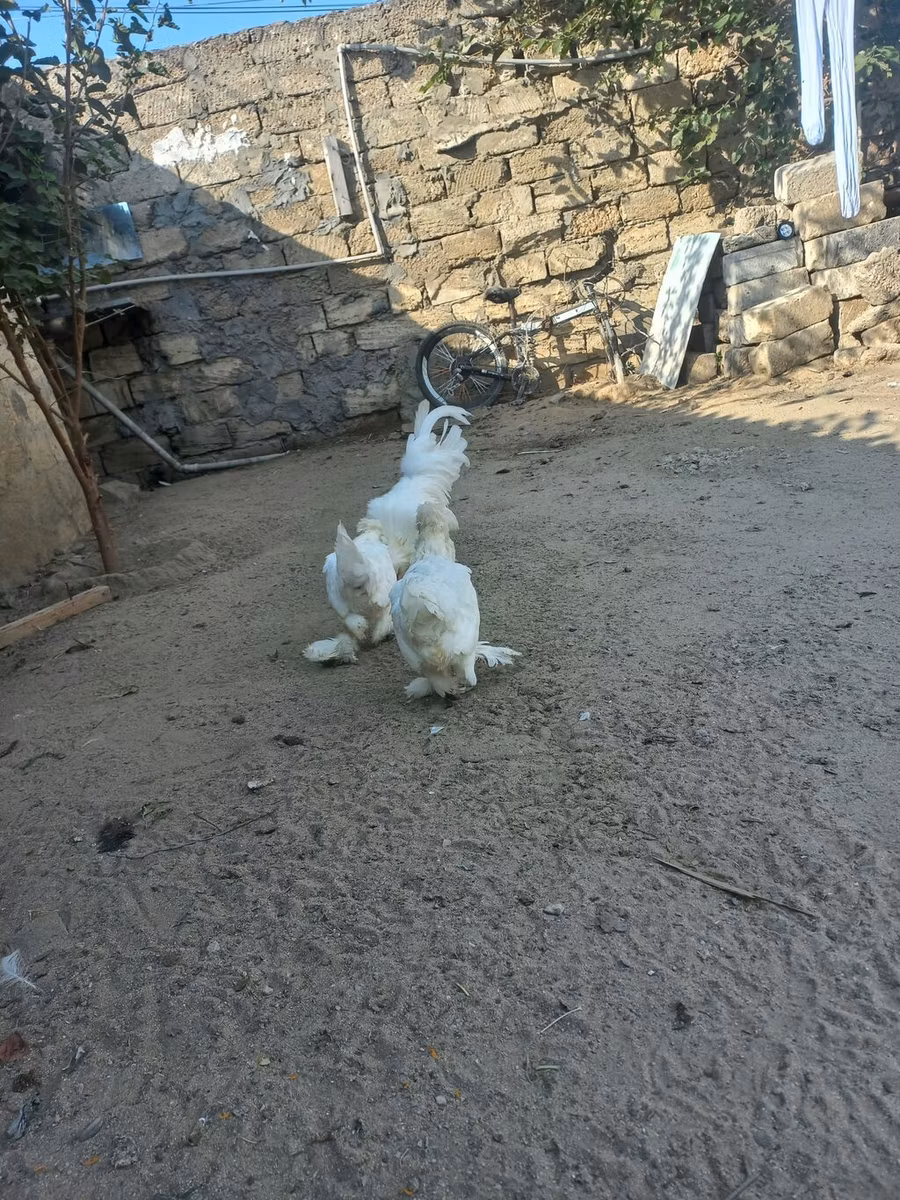 Sultan