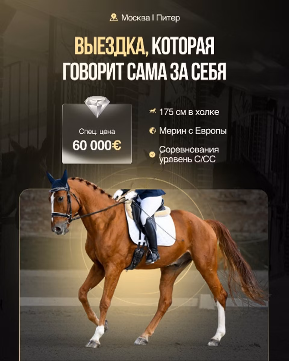 Friesian sport horse