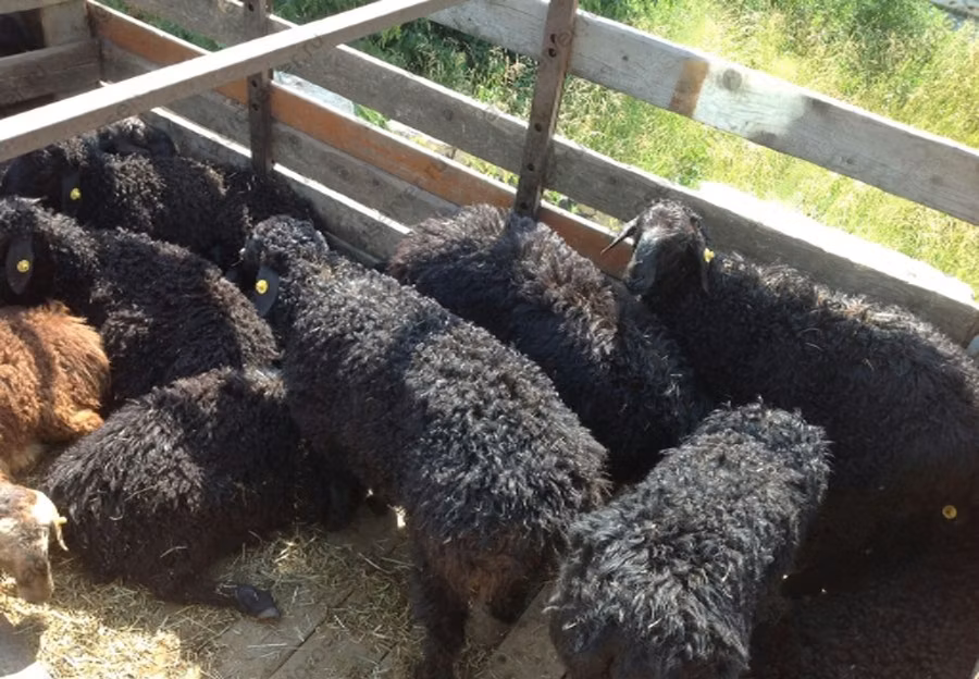 Edilbay sheep