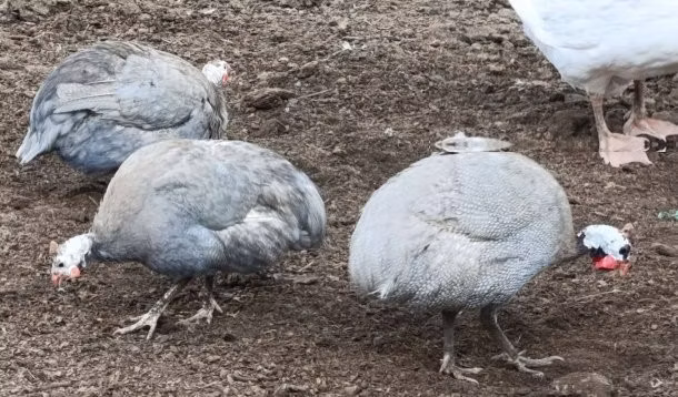Лаванда