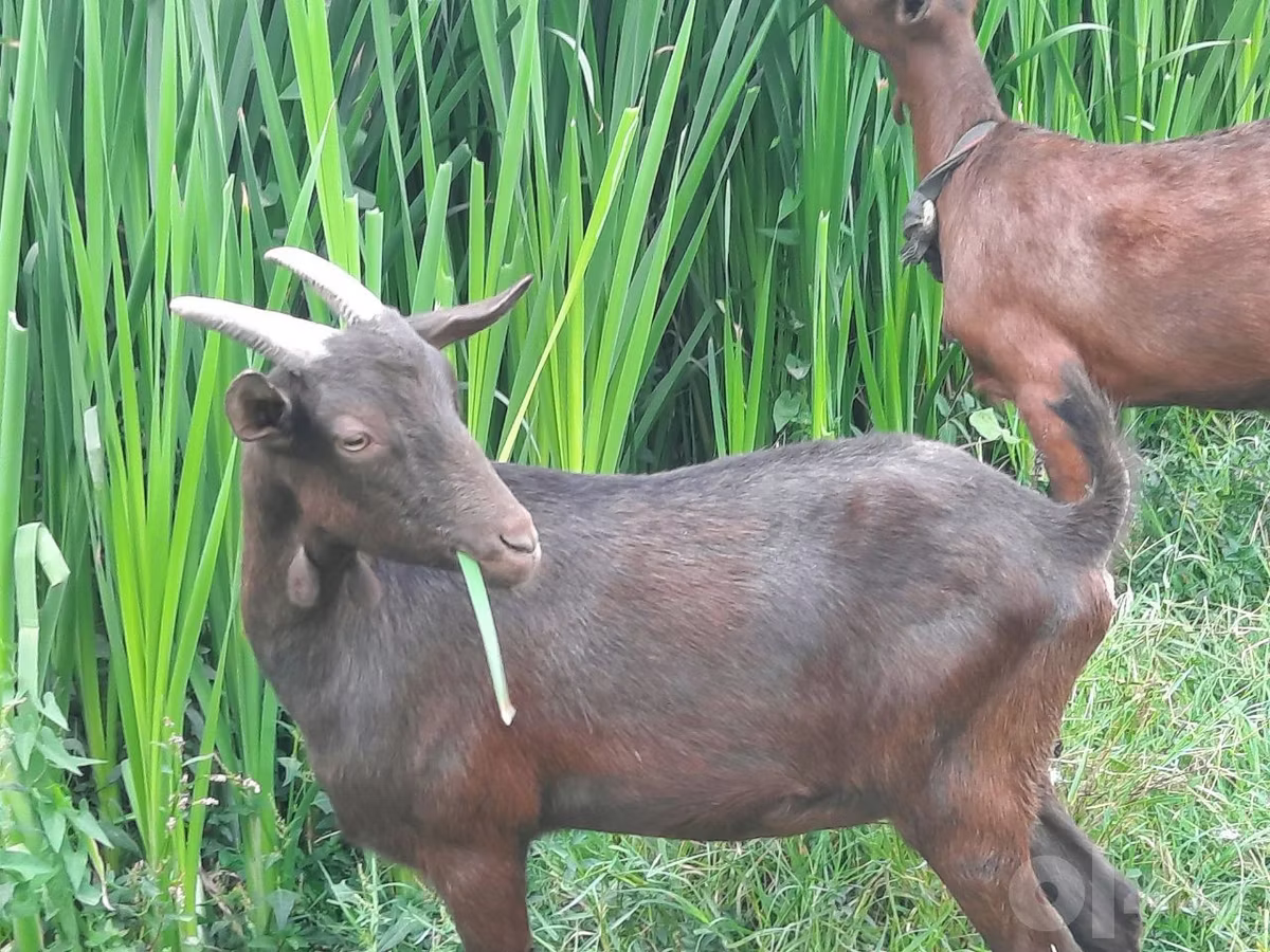 Murcia-Granada goats