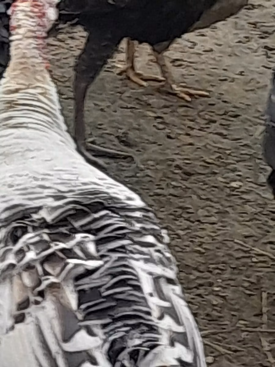 Broad Breasted White