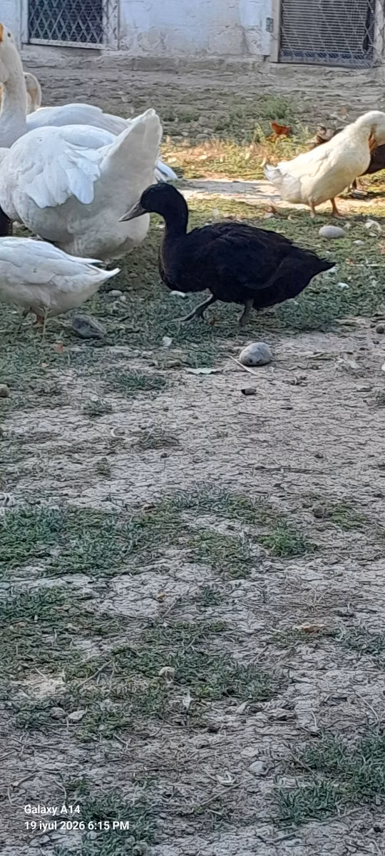 ऑस्ट्रेलियन स्पॉटेड