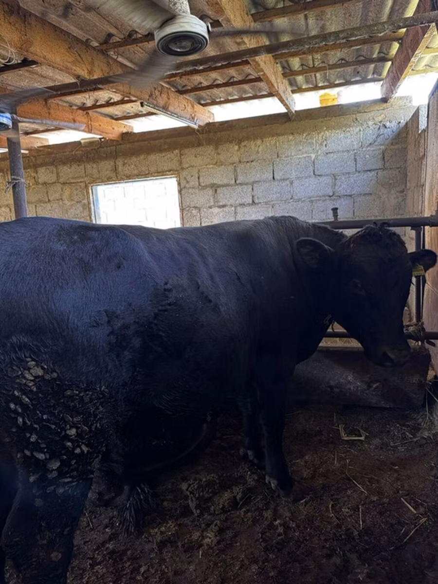 Red Polled Cow