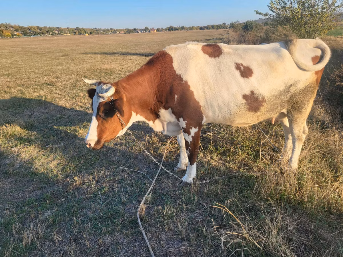 Simmental cattle