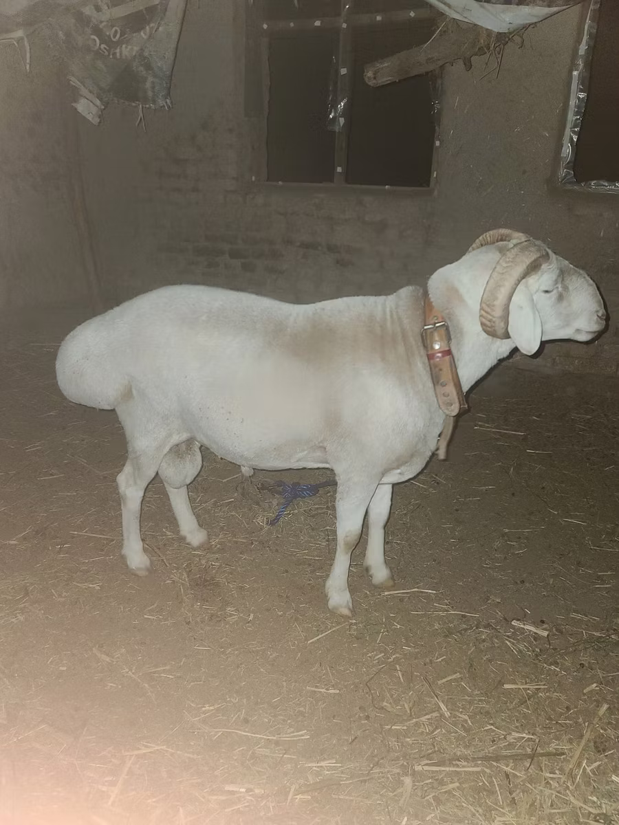 Rhon sheep