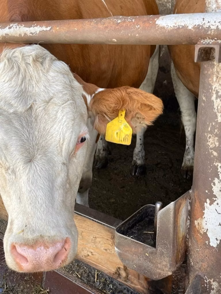 Simmental cattle