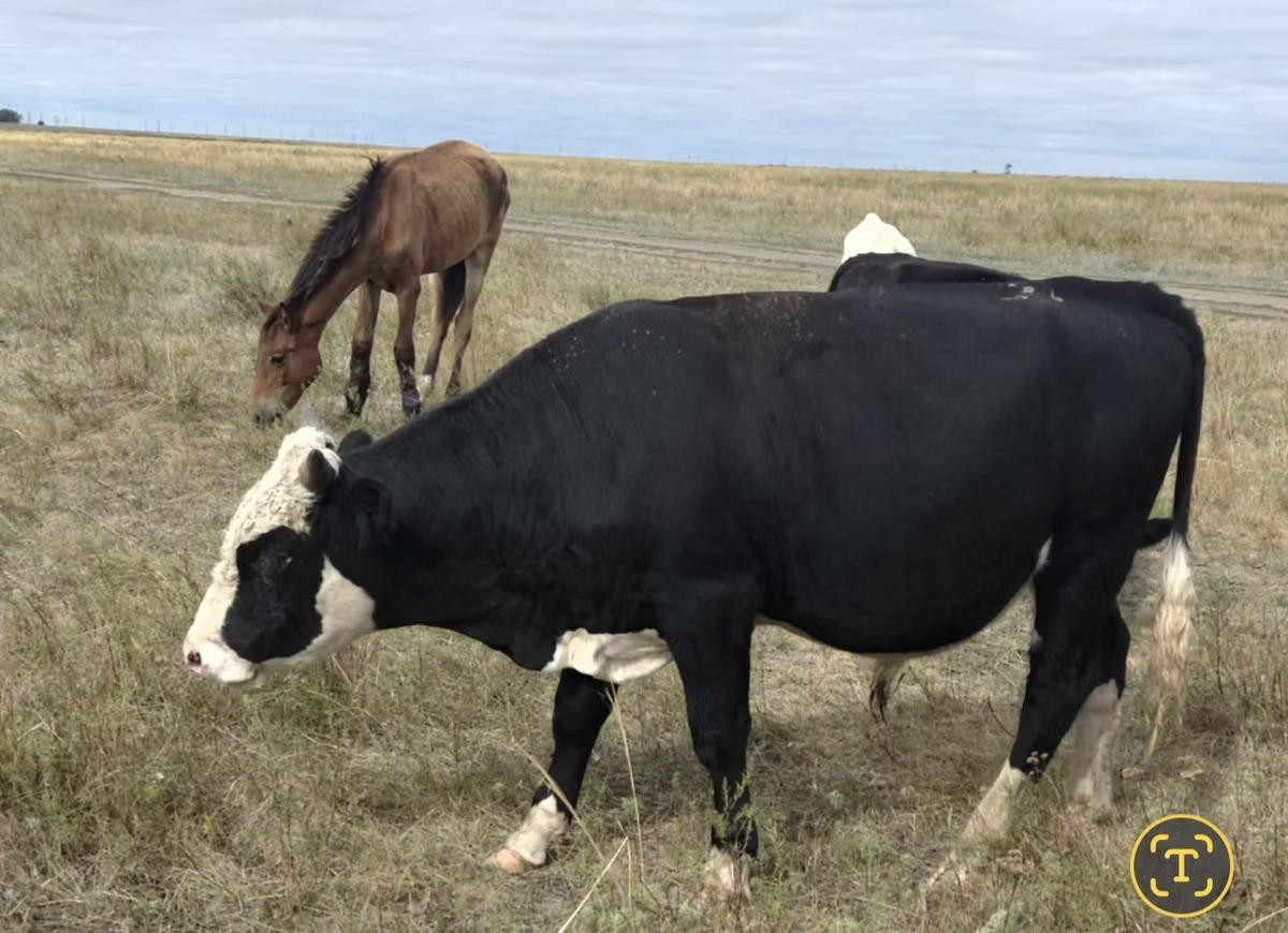 Red Polled Cow