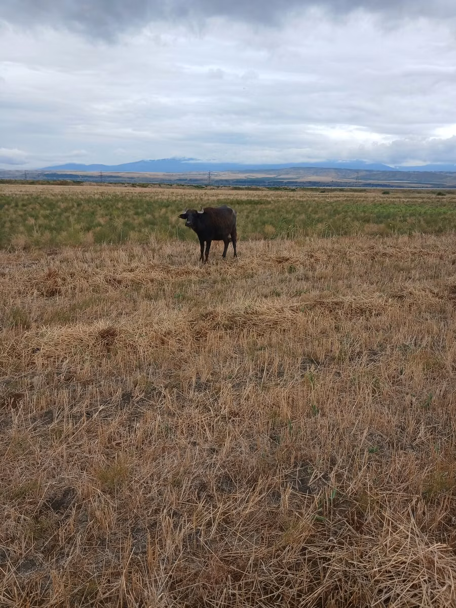 African Buffalo