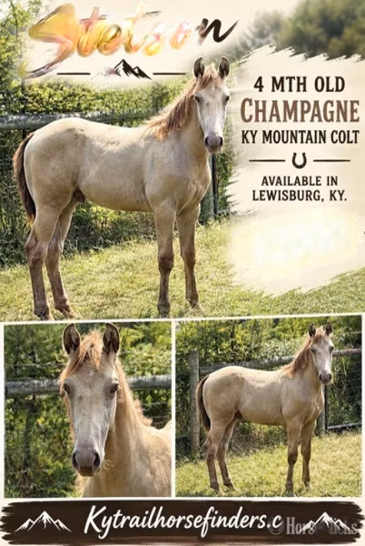 Kentucky mountain daddle horse