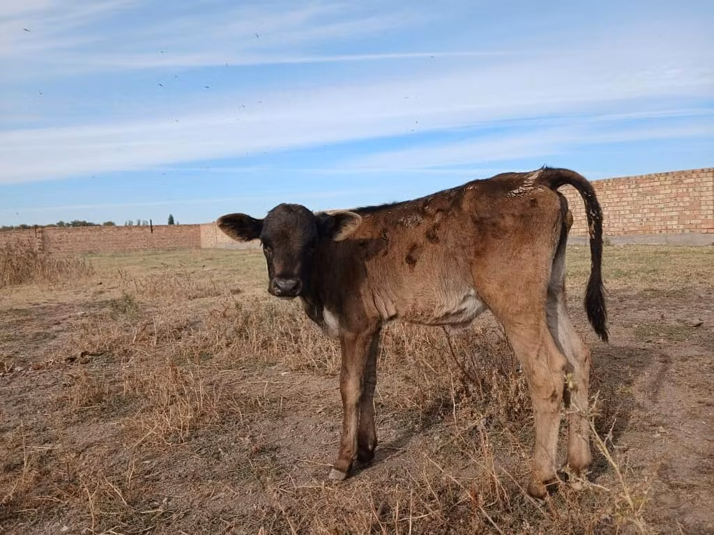 Swiss cattle