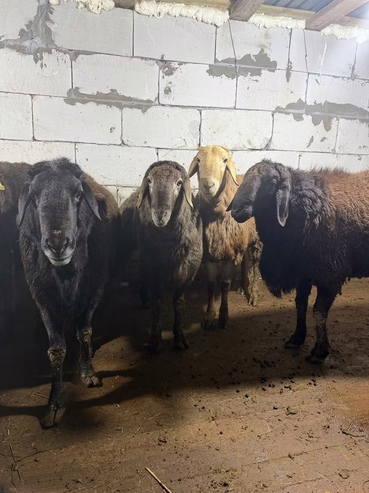 Arashan sheep