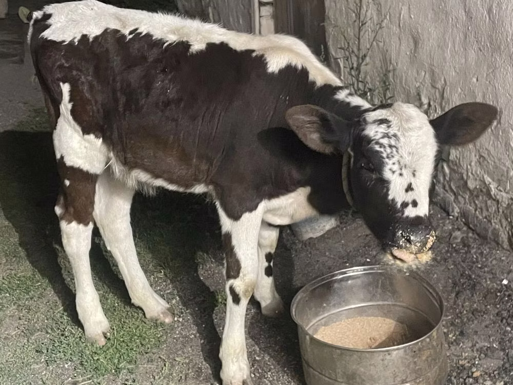 Latvian Blue cattle