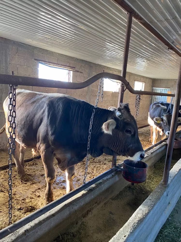 Alatau breed