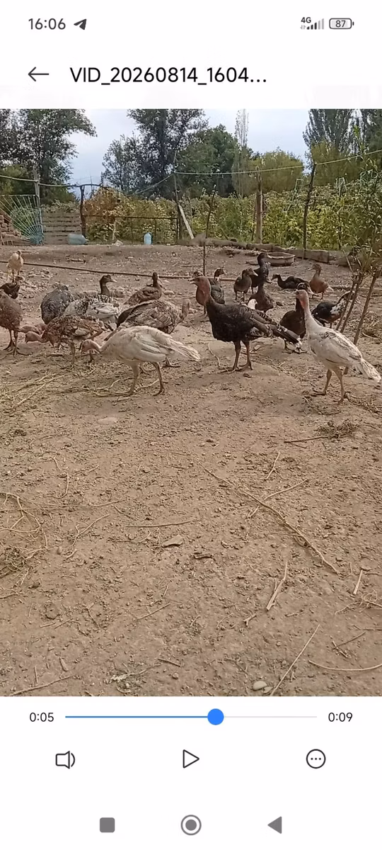 Бронз