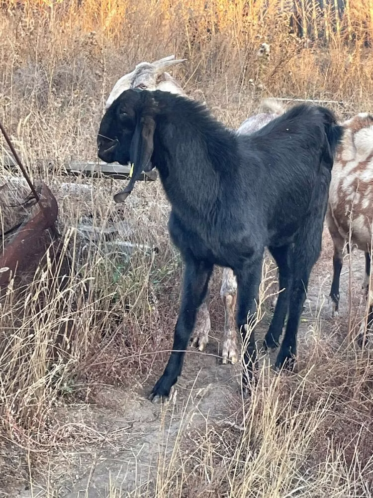 Beetal goats