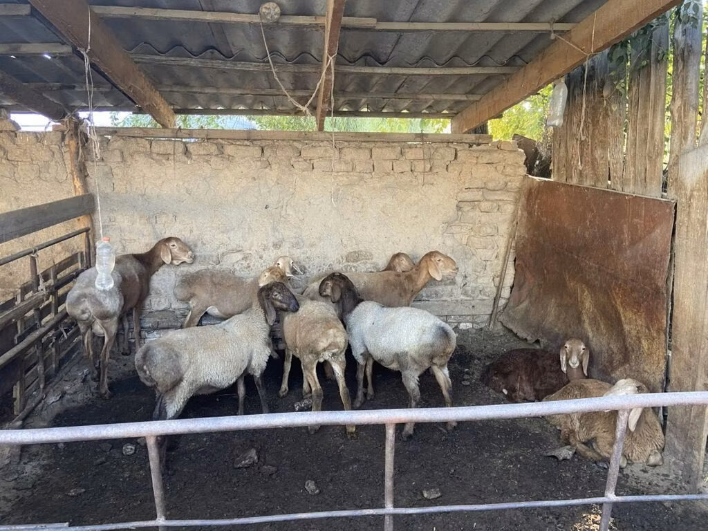 Rhon sheep