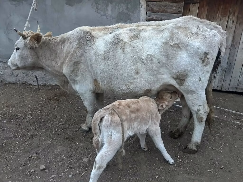 Swiss cattle