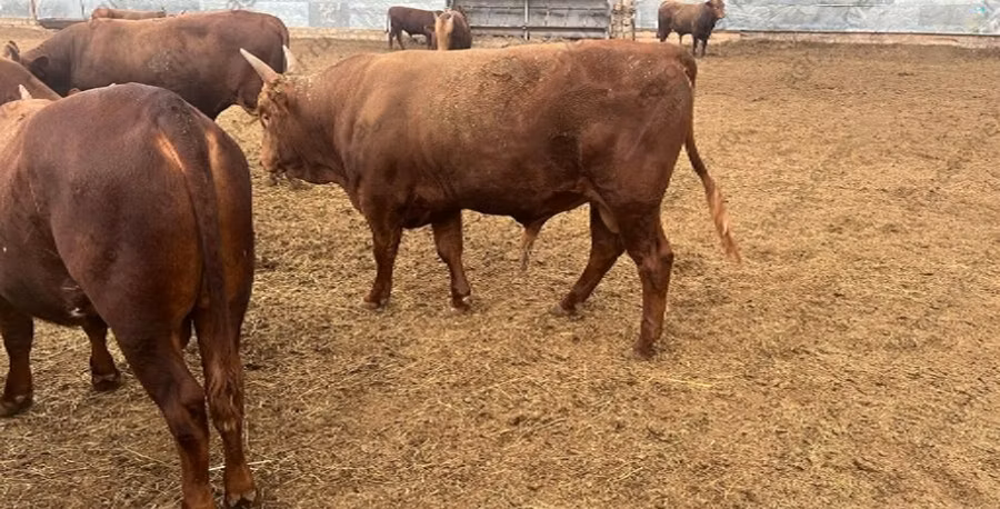 Kalmyk breed
