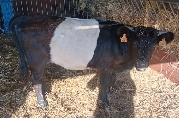Galloway cow