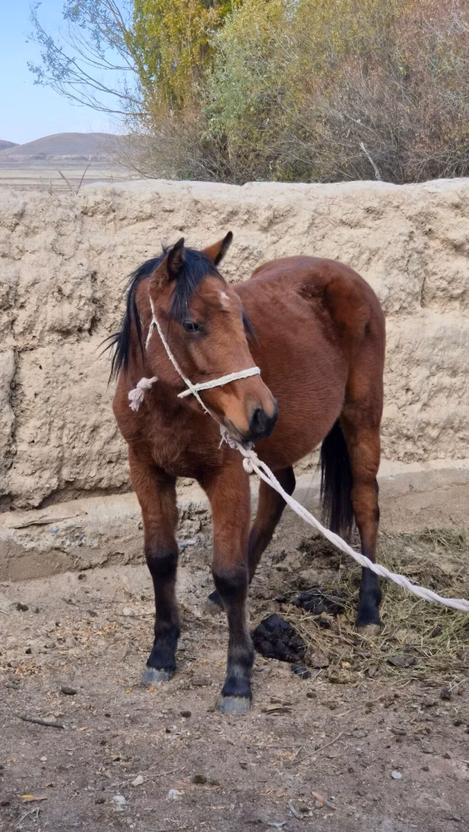 Kyrgyz Horse