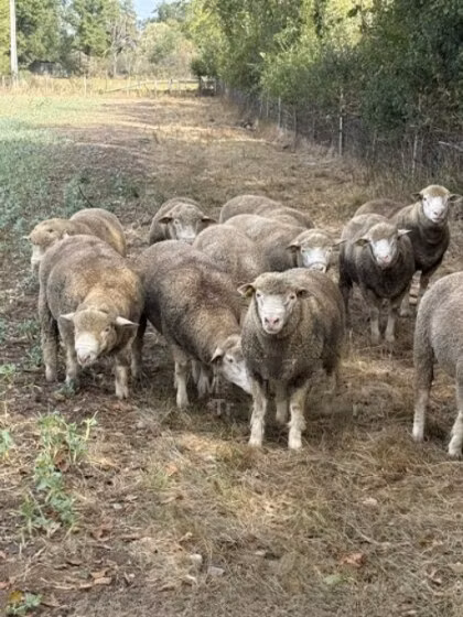 Ile-de-France sheep