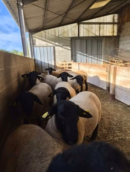 White Suffolk sheep