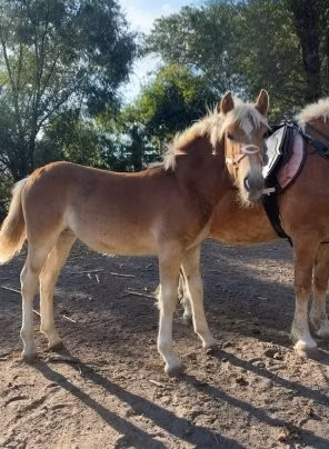 Haflinger