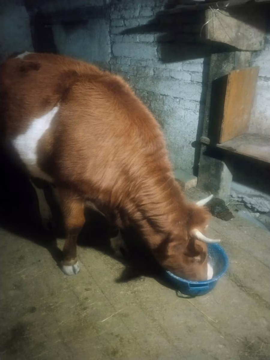 Latvian Blue cattle