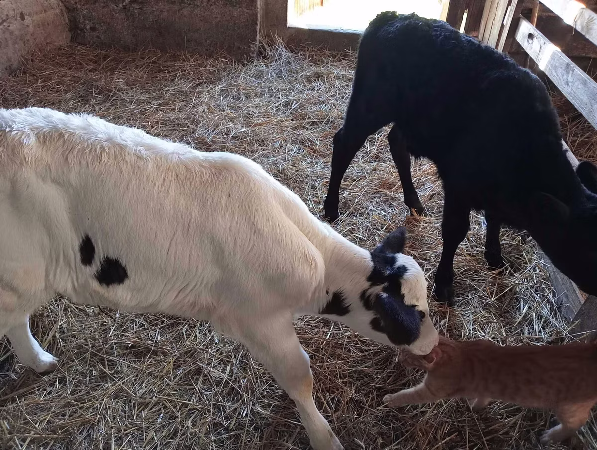 Vaca Limousin
