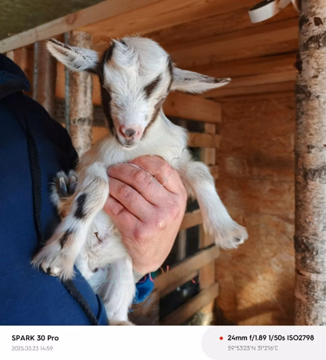 Australian Miniature goats