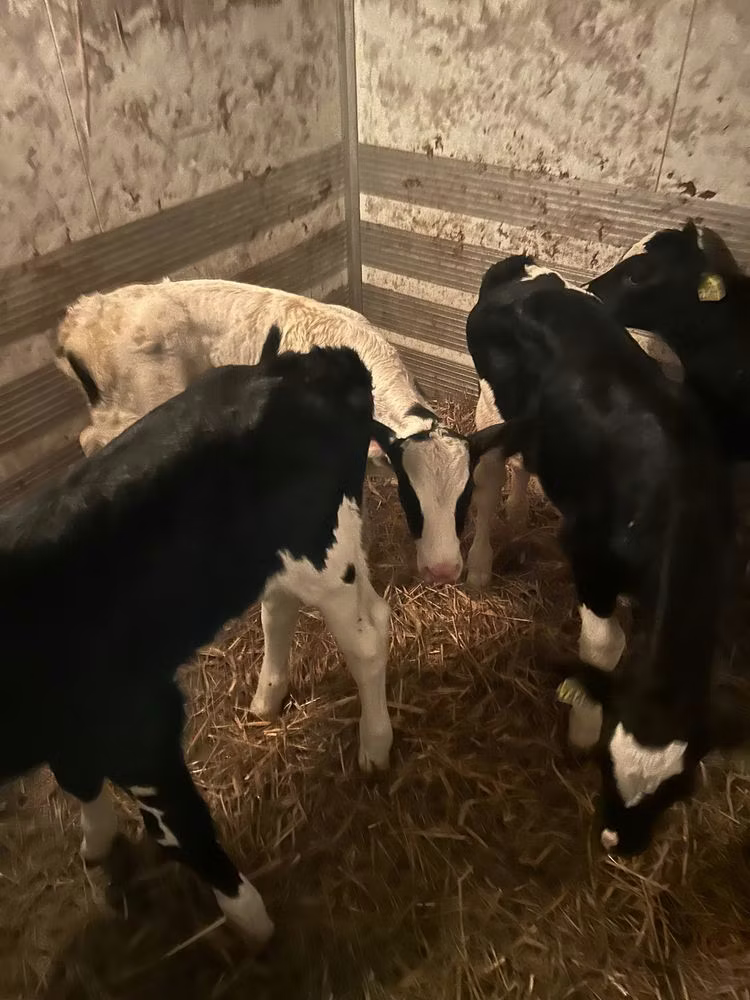 Russian Black pied cattle