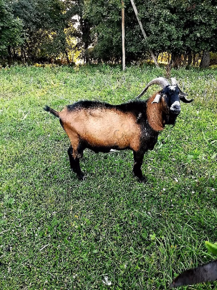Czech Brown Shorthaired goats
