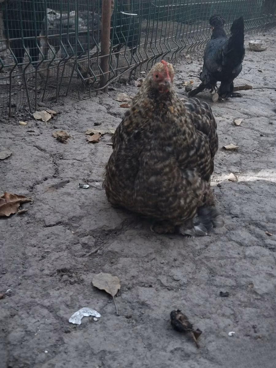 Japanisches Bantam