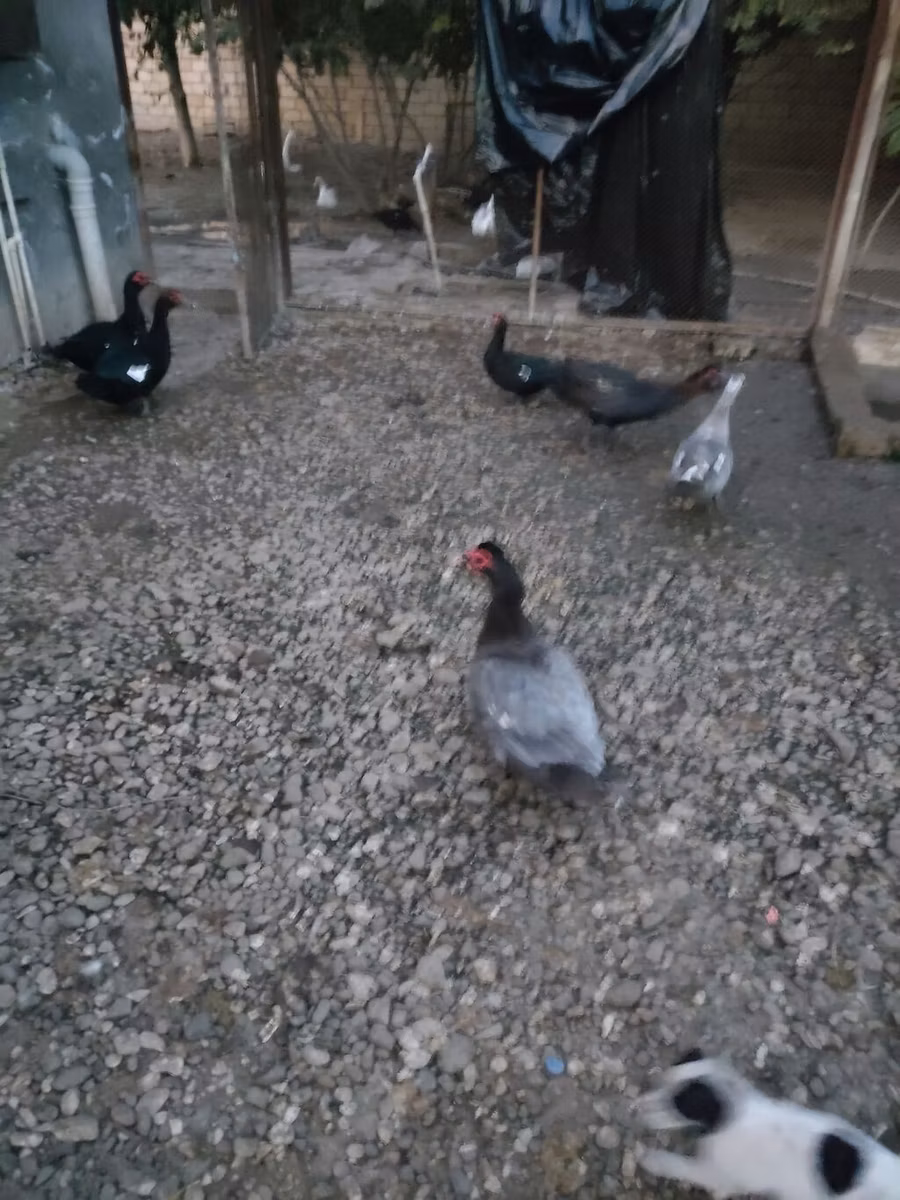 Domestic Muscovy