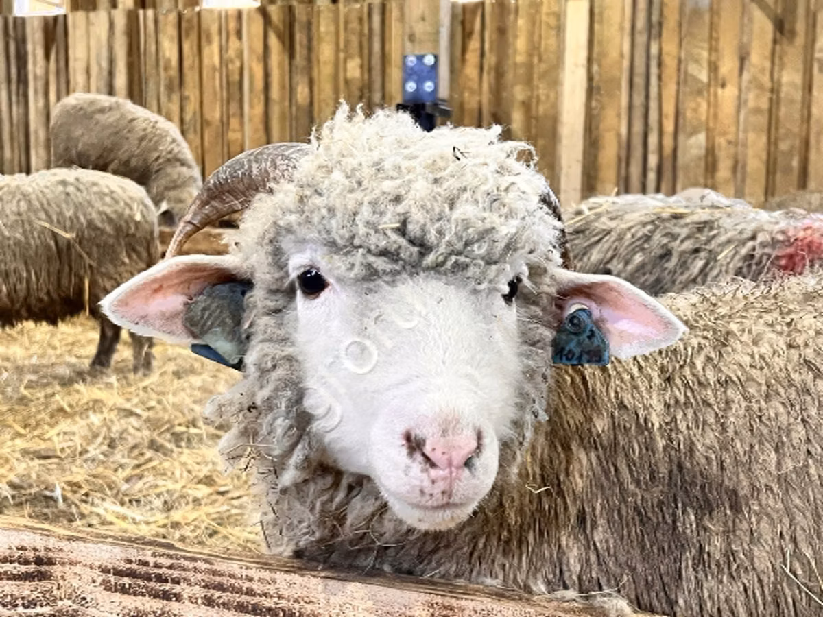 Kuibyshev sheep