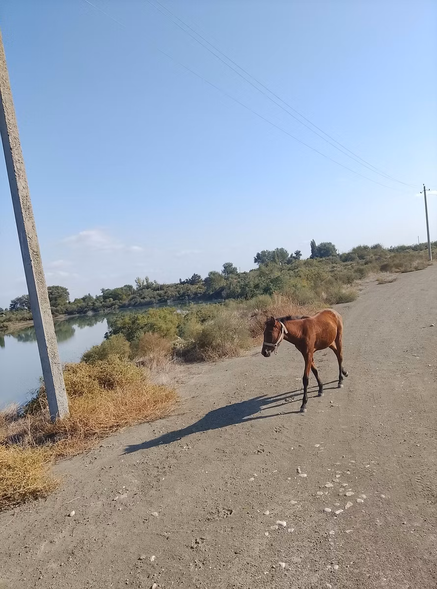Azerbaijan horse