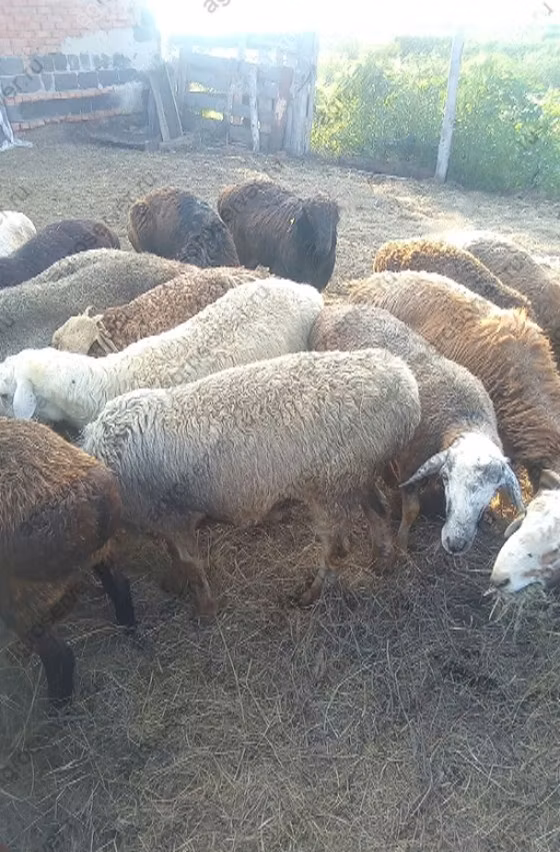 Kuibyshev sheep