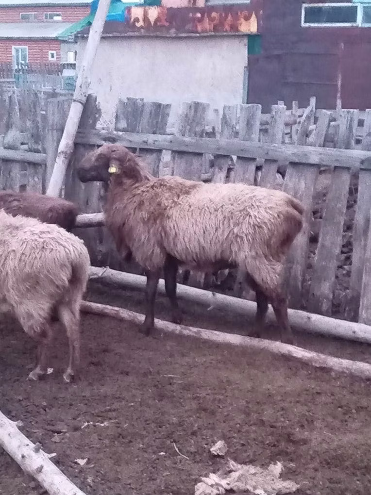 Edilbay sheep