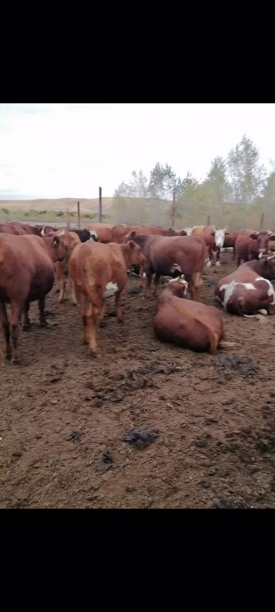 लाल степीय गाय