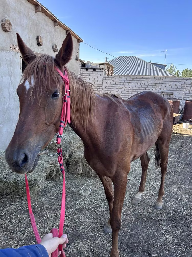 Thoroughbred horse