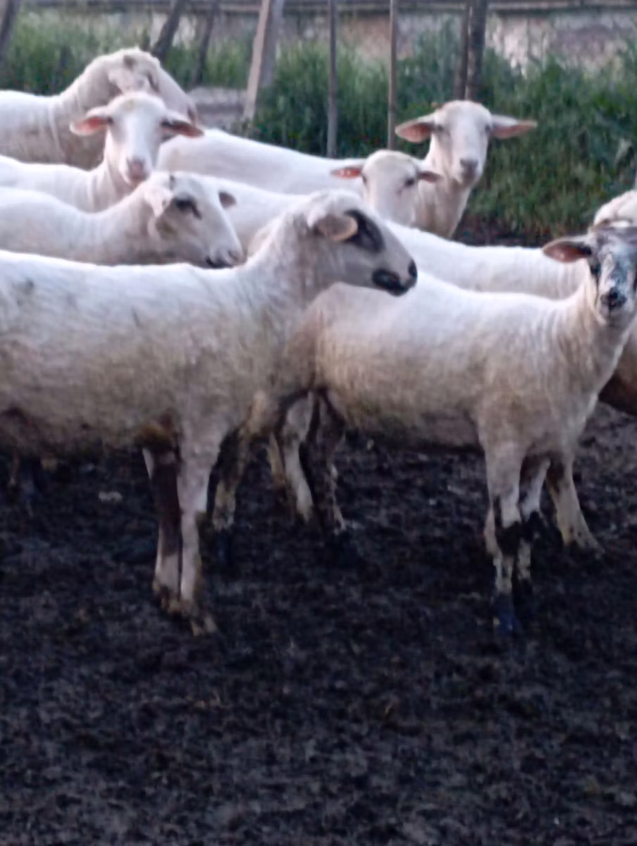 Tsigai sheep