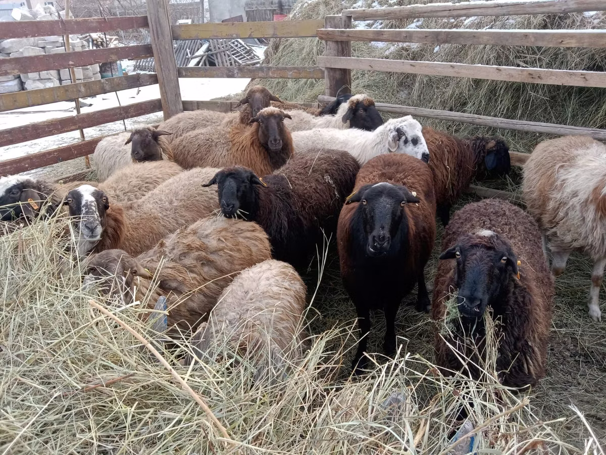 Gorkov sheep